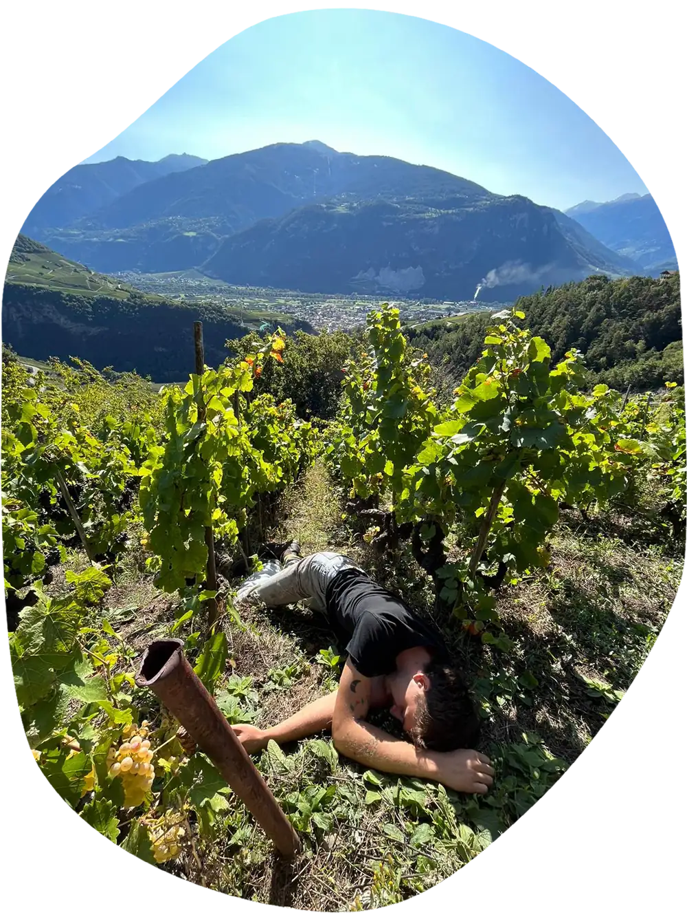 Sieste dans les vignes Domaine Lucas Madonia