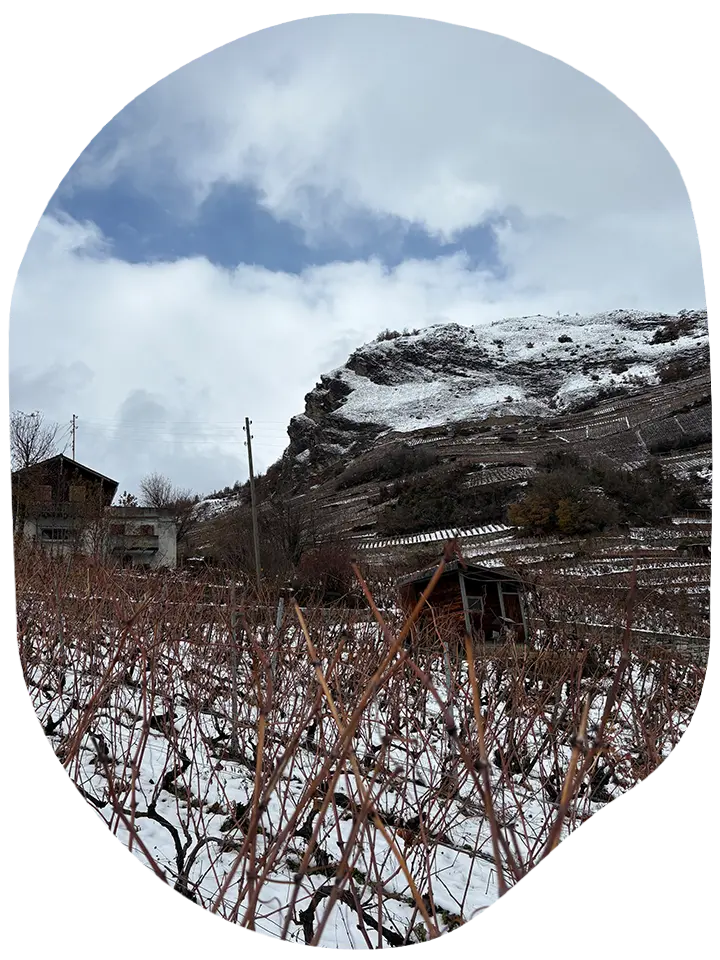 domaine-lucas-madonia-neige
