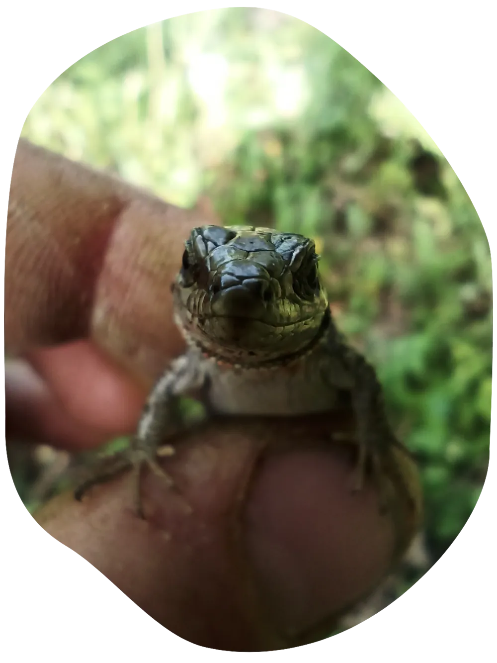 vigne-domaine-lucas-madonia