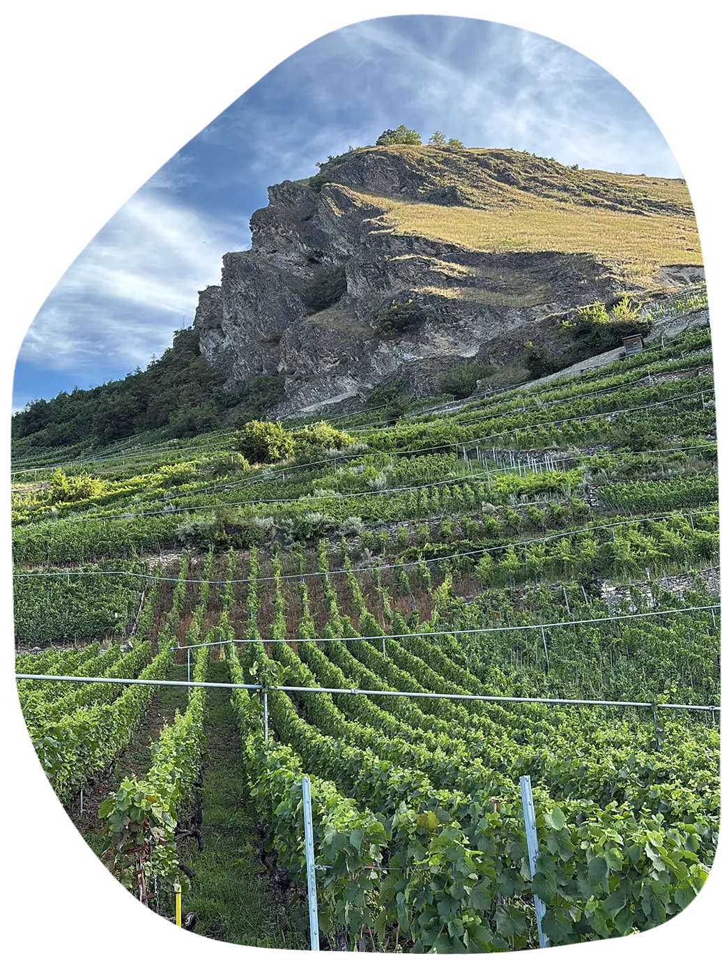 vignes-lucas-madonia